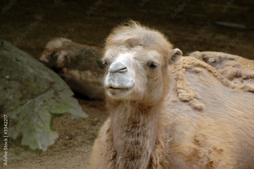 camel portrait