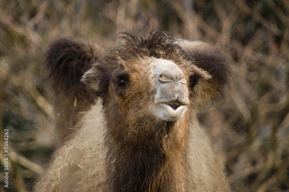 Fototapeta premium bactrian camel