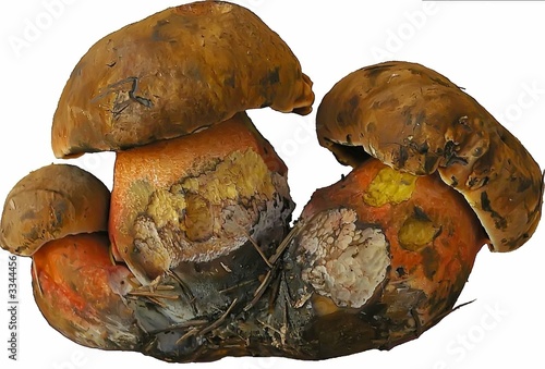 mushrooms