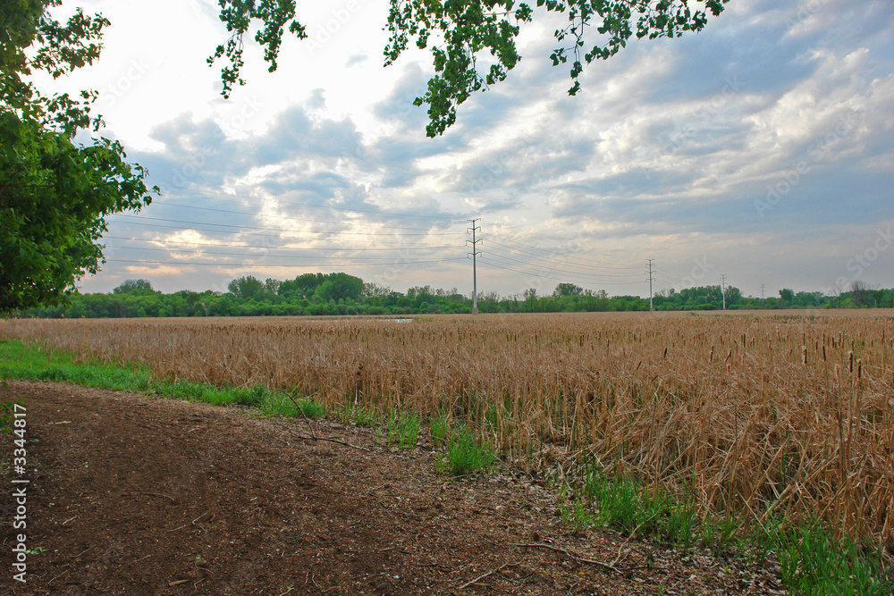 Obraz premium a beautiful field