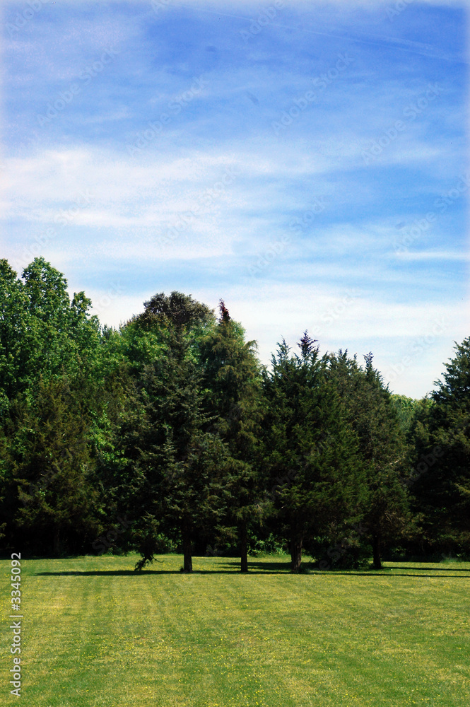 open field on sunny day