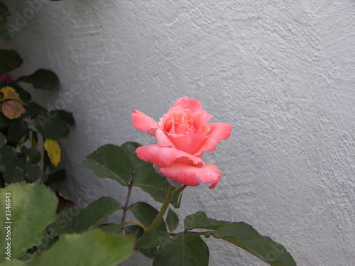 rose