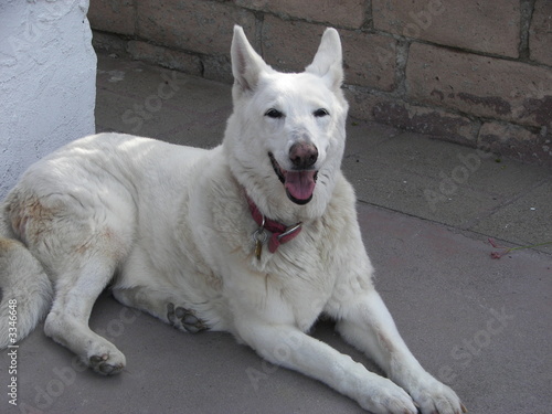 white dog