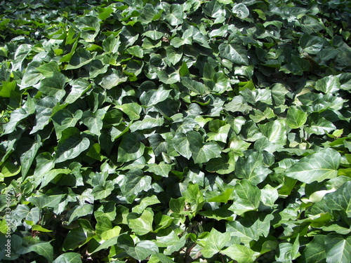 ivy