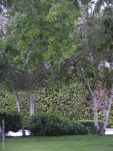 birch trees