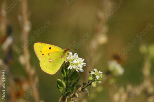 yellow butterfly © Calin Tatu