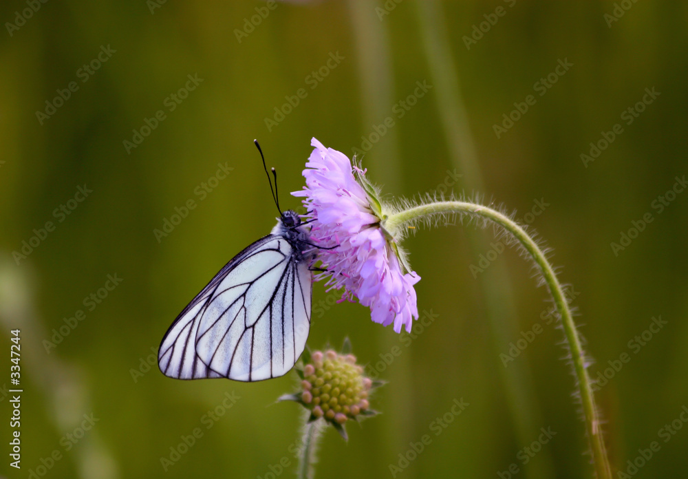 white butterfly on purple flower white butterfly on purple flower