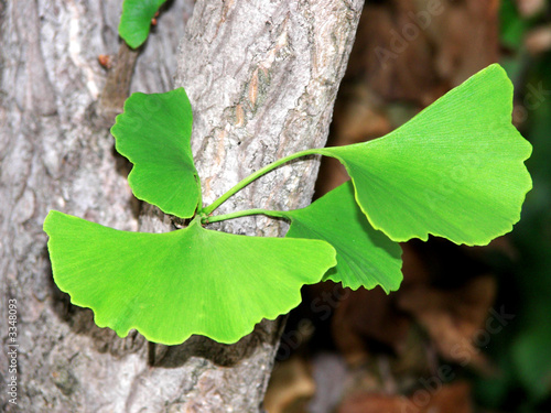 ginkgo baum