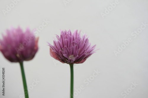 chive flowers