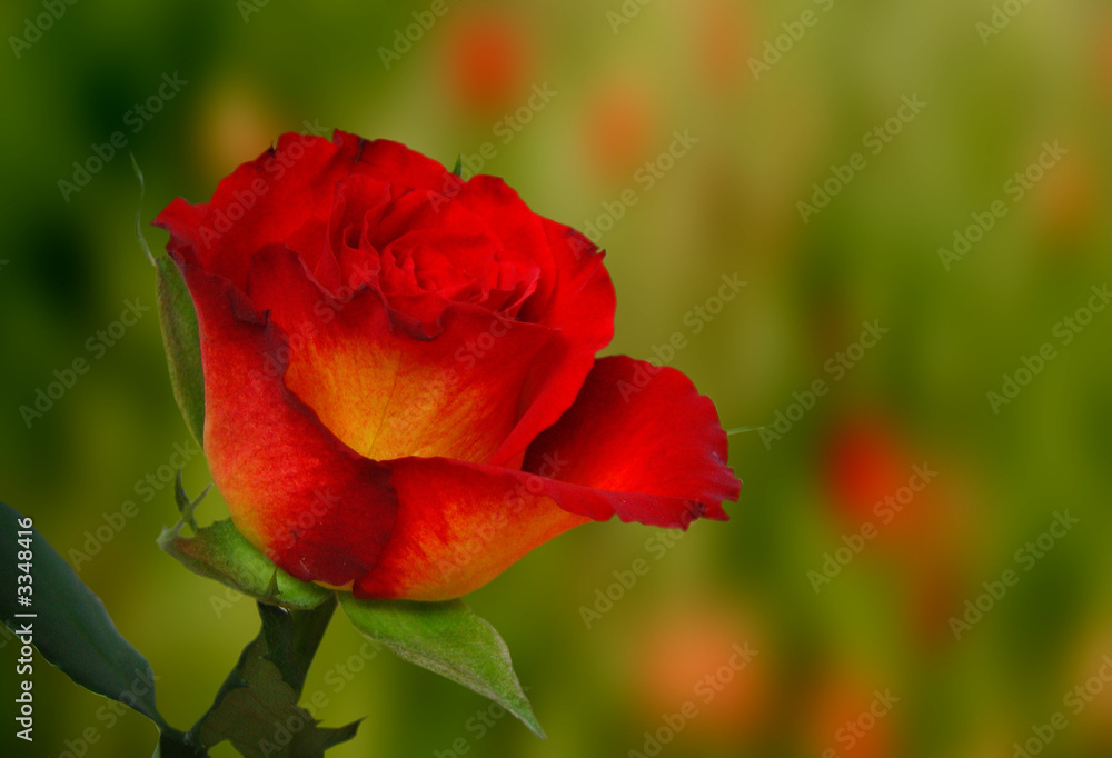 rose rose