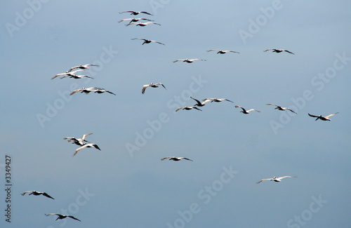 fliegende pelikane