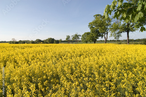 rapsfeld mit bäumen