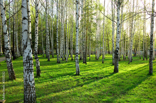Fototapeta Naklejka Na Ścianę i Meble -  birch wood in russia