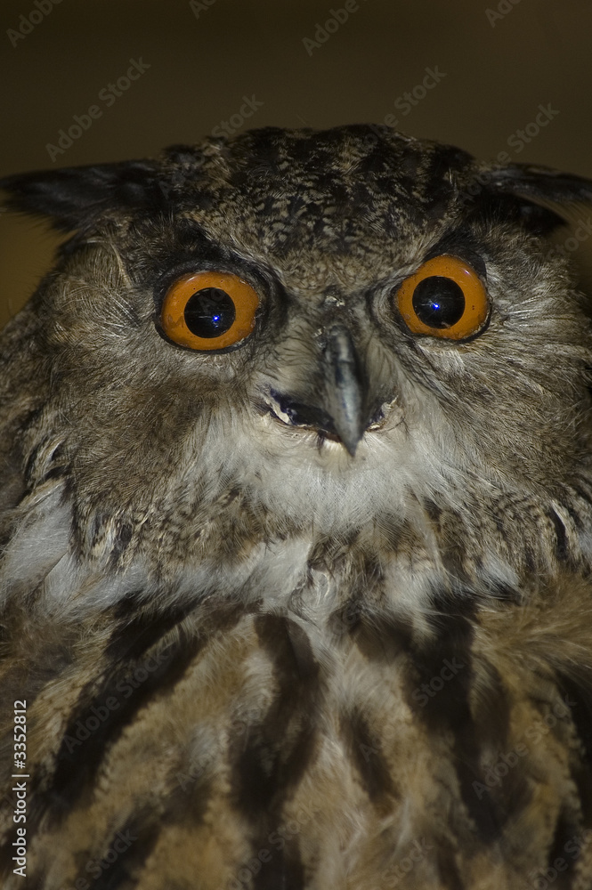 Obraz premium głowa sowy