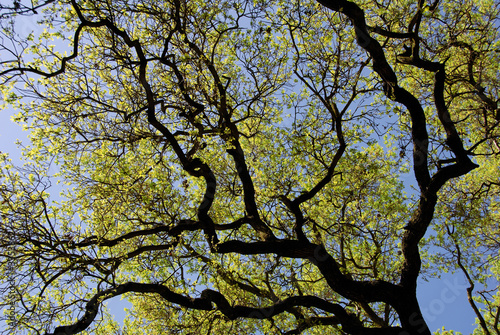 spring oak branches