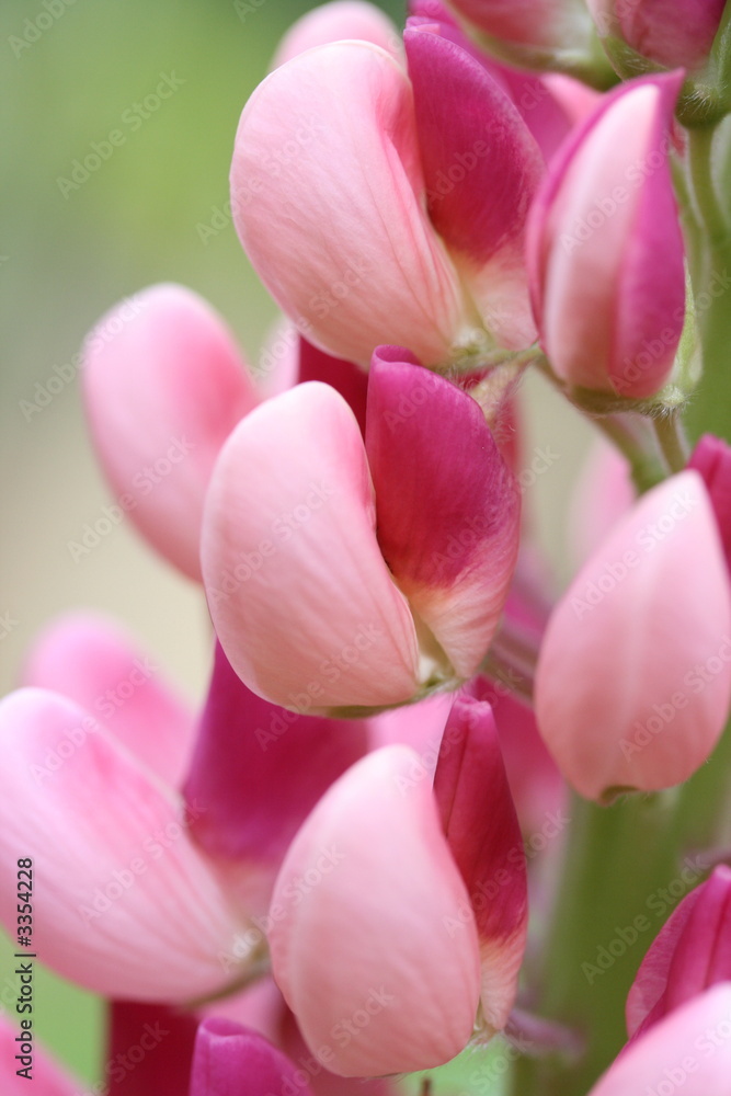 Fototapeta lupin close up