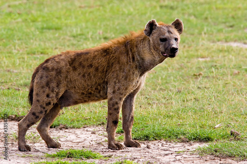spotted hyena