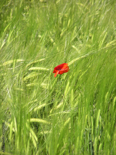 1285 - coquelicot dans les c  r  ales  orge 