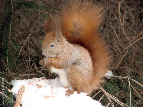  squirrel photo