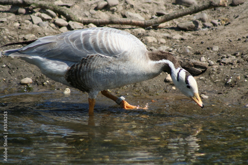 Obraz premium streifengans
