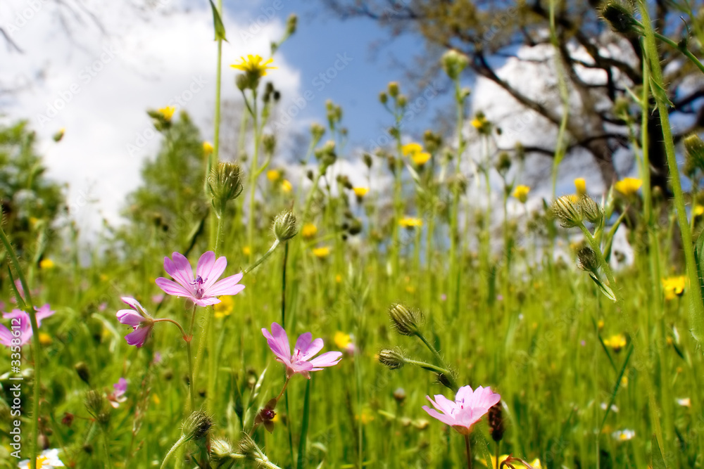 wild flowers wild flowers