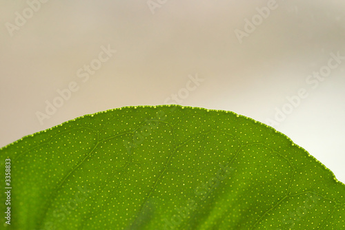 detailed lemon's leaf