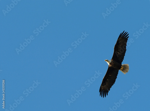 bald eagle in flight blue