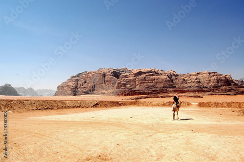 un solo cammello nel deserto