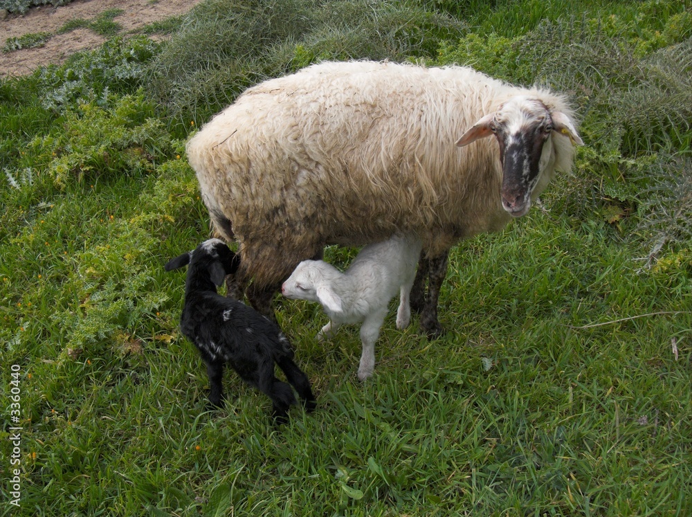 Obraz premium pecora ed agnellini