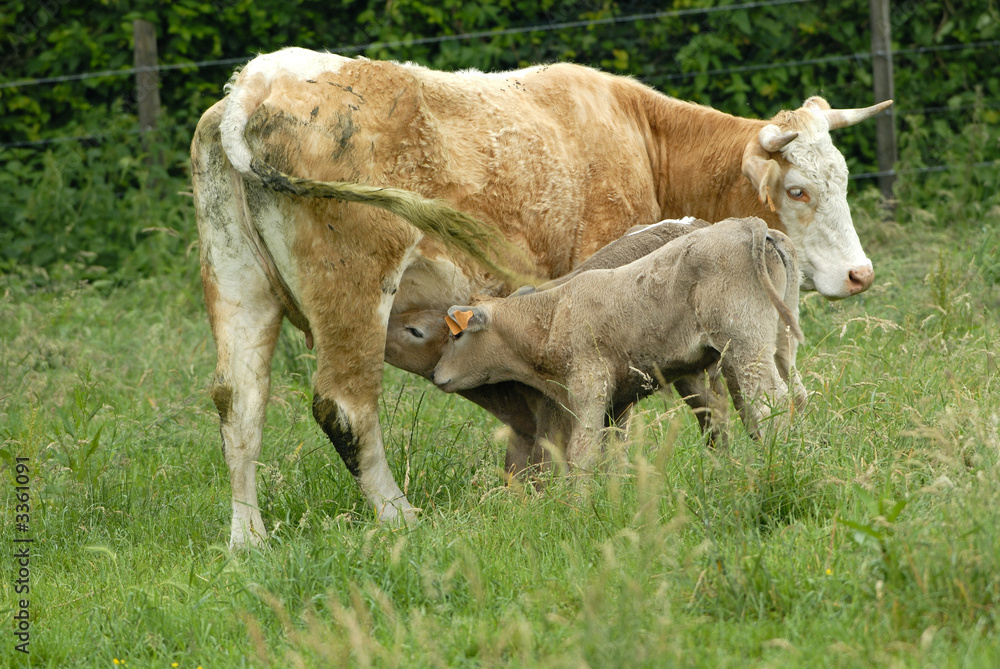 vache et petit veaux