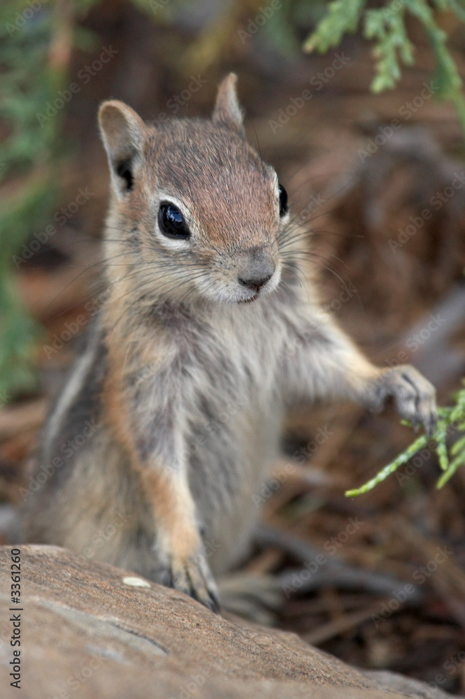cute chipmunk cute chipmunk