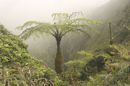 brume en forêt tropicale