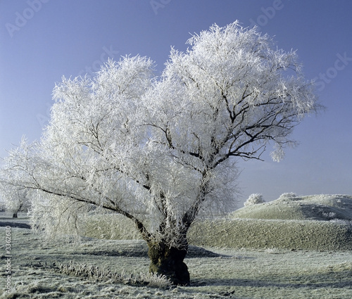 frost covered landscape photo