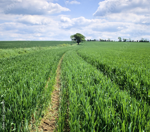 track through spring wheat photo