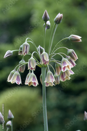 nectaroscordum flower