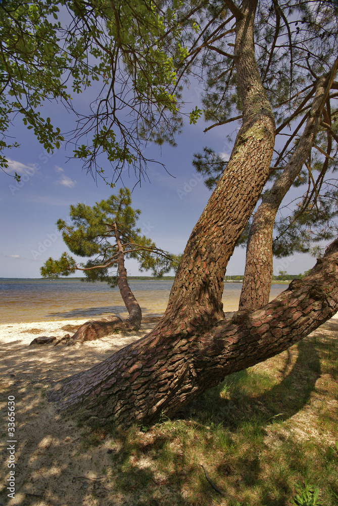 arbres tordus