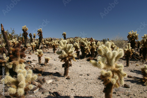 cholla