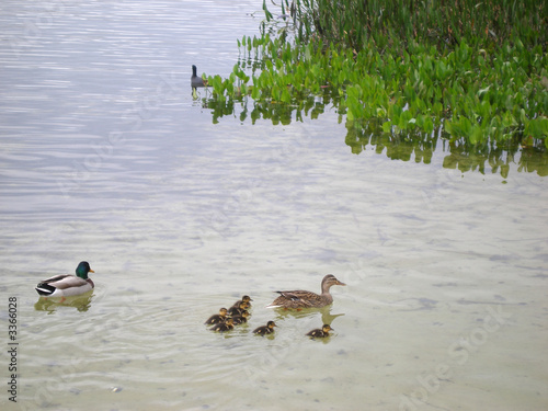 mallard duck family photo