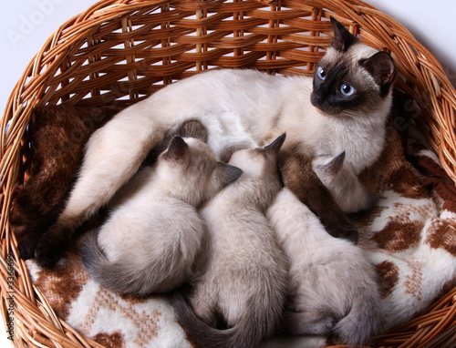 masya 1
