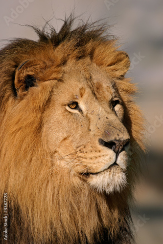 big male african lion