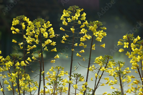 brassica oleracea, red russian