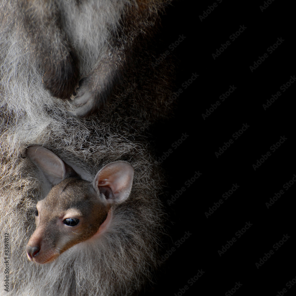 Fototapeta premium wallaby