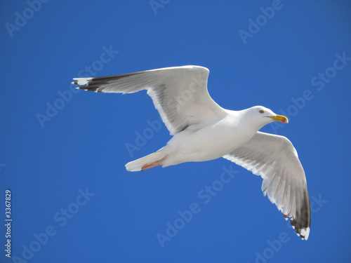 seagull