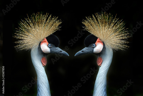 grey crowned cranes