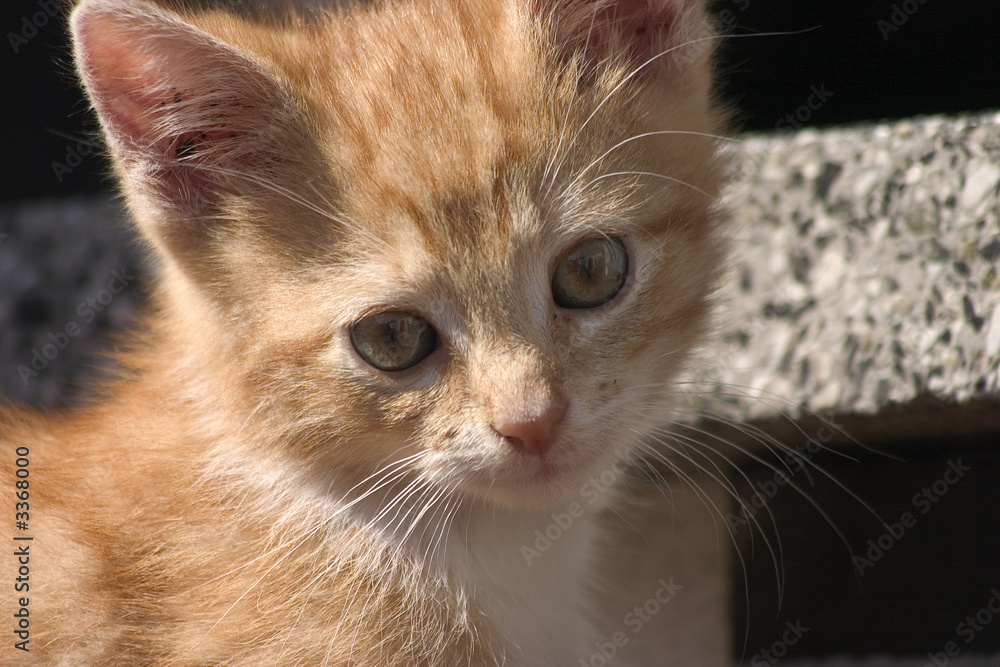 katzenportrait