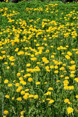  yellow dandelions