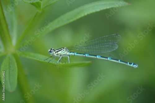 damsel