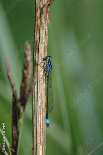 damsel