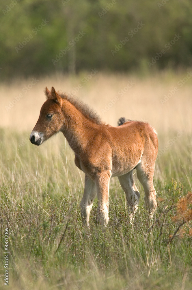 Fototapeta premium wild colt