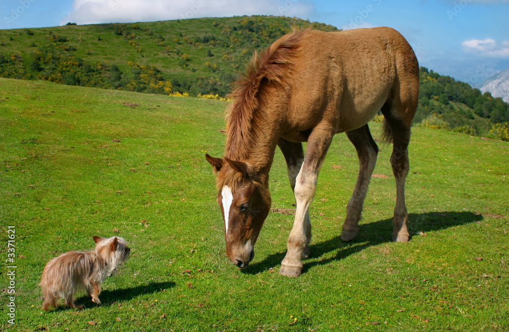 Fototapeta premium yorkie vs caballo